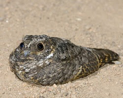 Common Poorwill Visitor